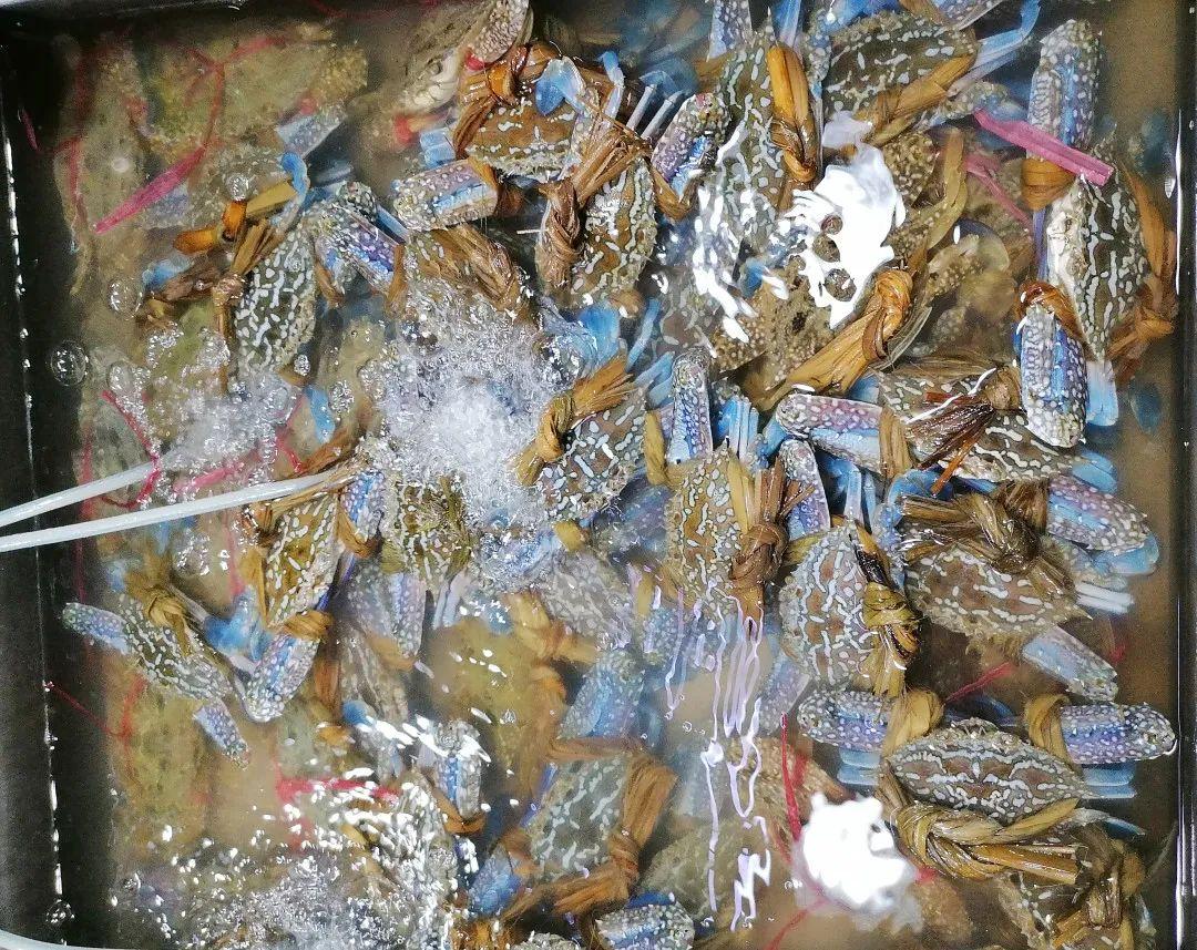 青蟹批发价格最新动态