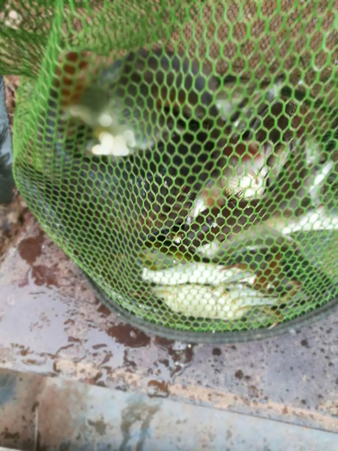 鱼莽子新作发布，小巷中的风味探索之旅