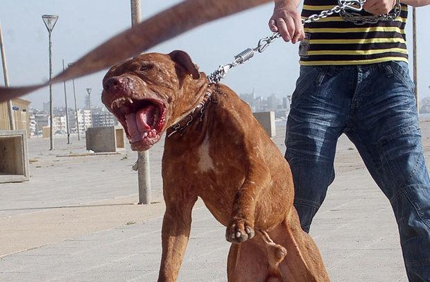 恶犬最新G超燃解读，不容错过的精彩内容！