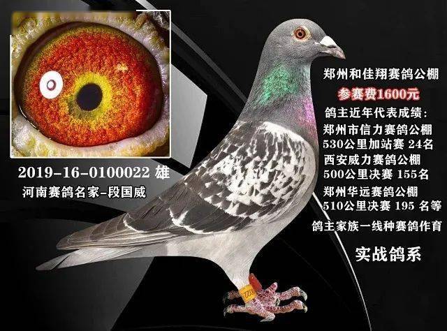 邓文敏鸽赛鉴赏技巧，探索鸽缘与家的温馨故事