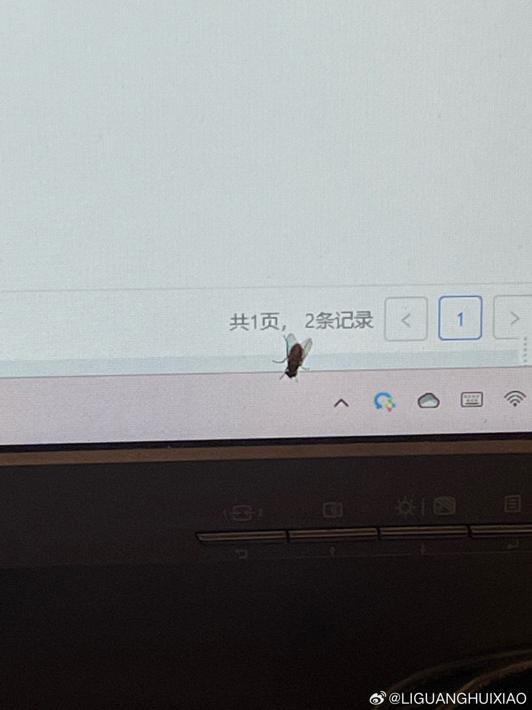 大仪苍蝇最新消息